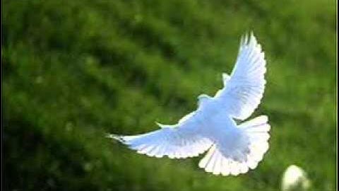 مقتطف من صلاه الترويح سوره الفرقان القارئ سعود حجاب