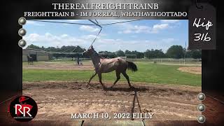 LQHBA Yearling Hip 316