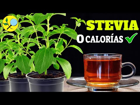 Video: Stevia Ձմեռային բույսերի խնամք - խորհուրդներ ձմեռելու մասին Stevia բույսերի մասին