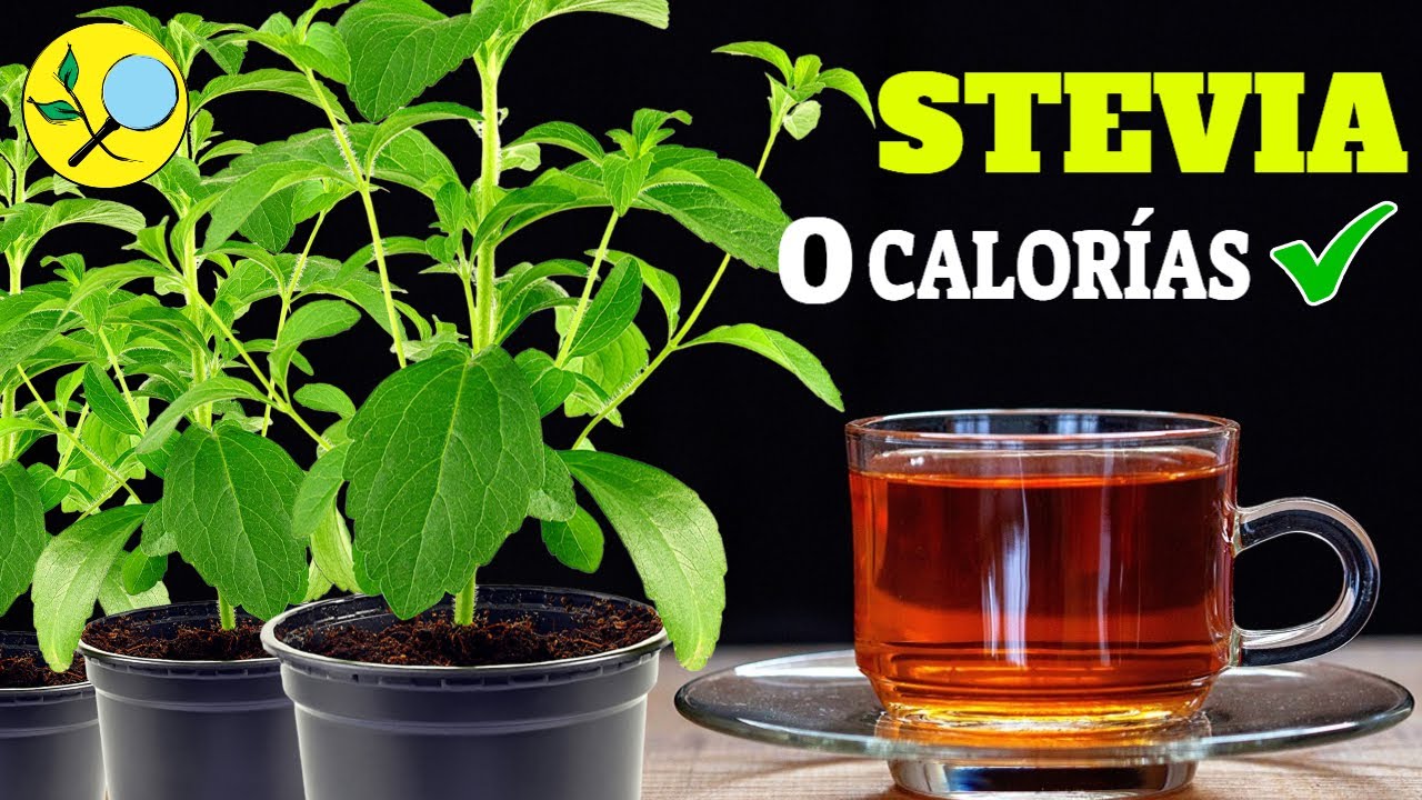 💚 Вырастите свой органический ПОДСЛАСТИТЕЛИ - т  ДИАБЕТА - Полное руководство по выращиванию стевии
