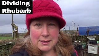 How to divide rhubarb crowns.