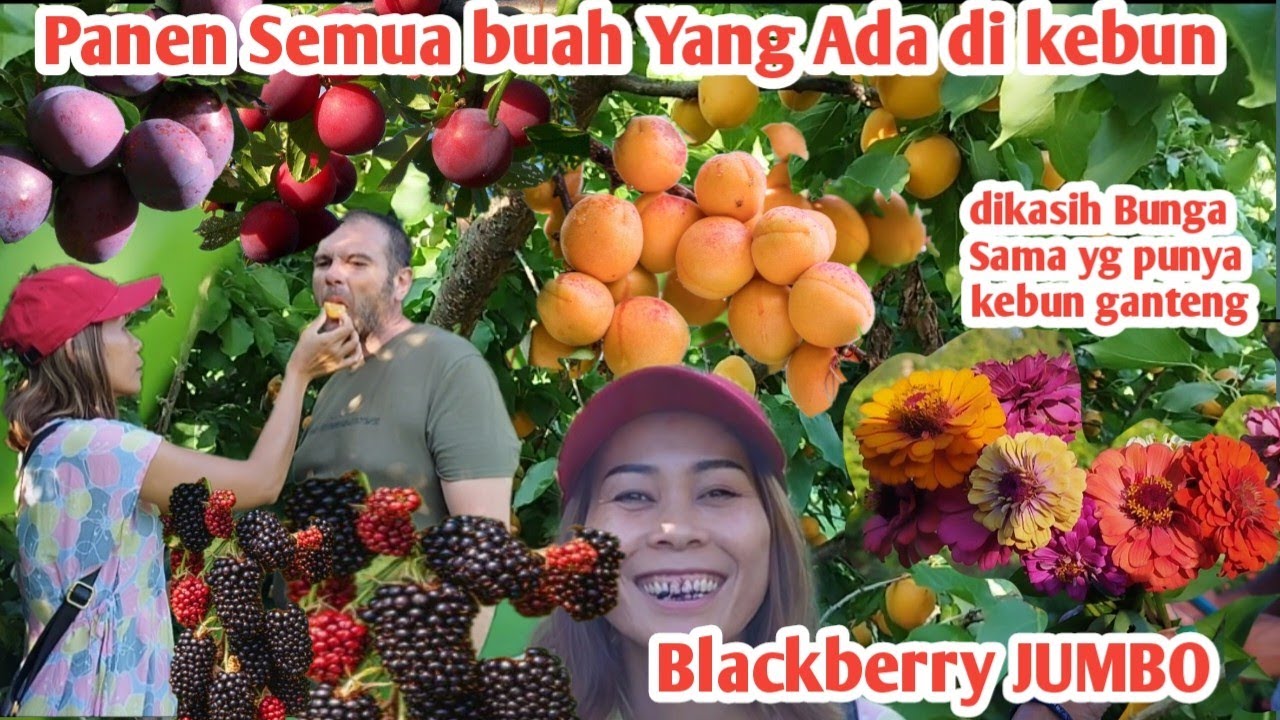 PUASS..! PANEN 3 JENIS PLUM APRICOT DAN BLACKBERRY JUMBO DIKASIH HADIAH BUNGA