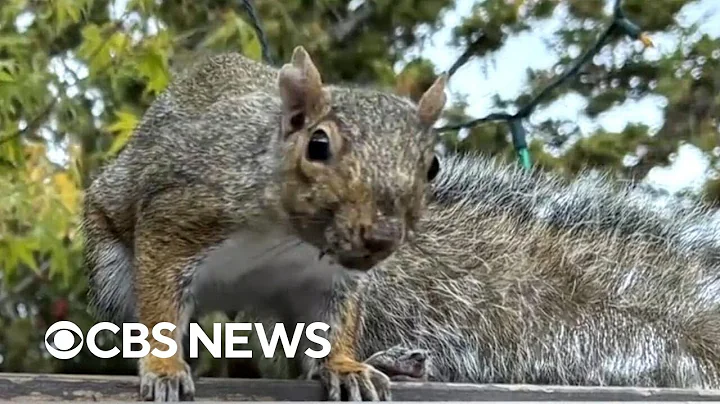 Angry squirrel attacks people in California