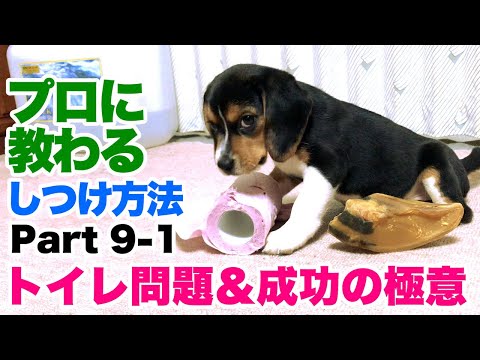 how-we-succeed-dog-toilet-training-by-japanese-professional-trainer