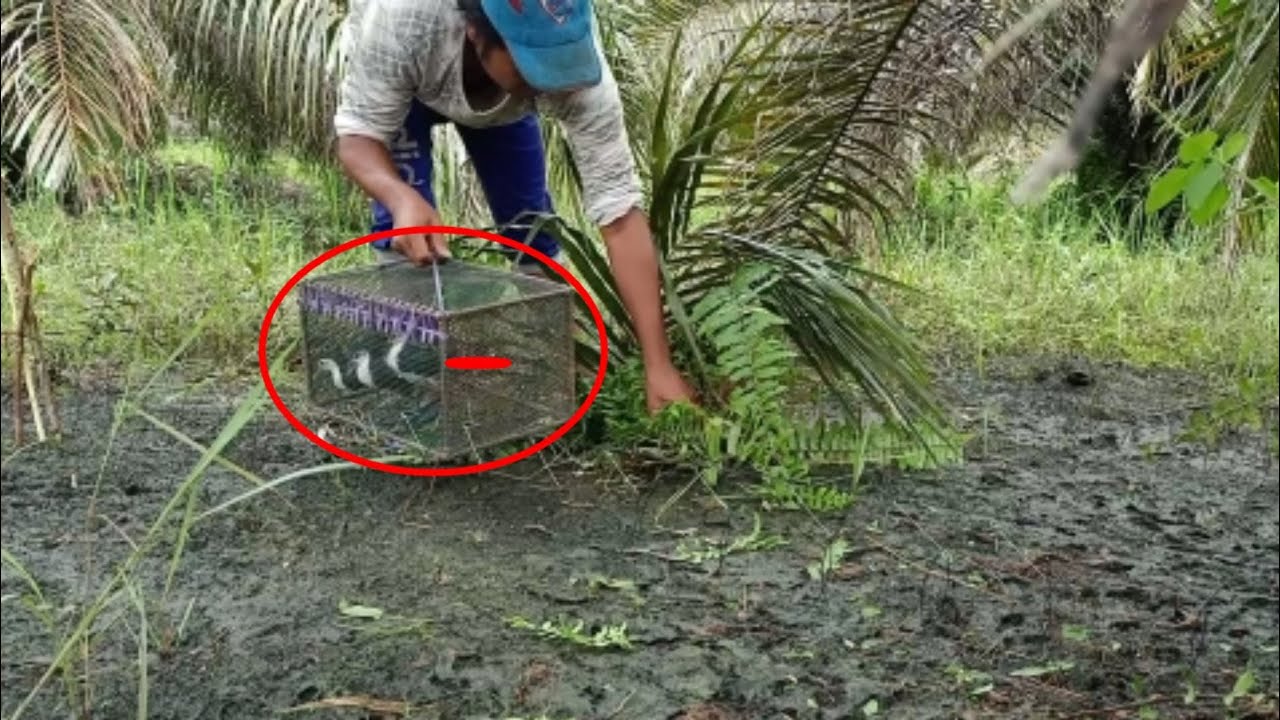 Iseng2 jerat Burung Ruak2 Masih Dapat 3ekor 
