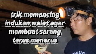 tips memperbanyak hasil panen sarang walet