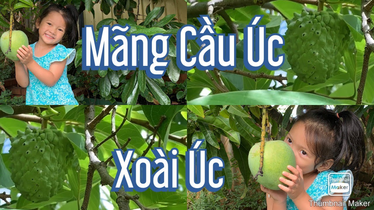 #107 ????????MÃNG CẦU ÚC | XOÀI ÚC | Vườn trái cây ở Úc | - youtube