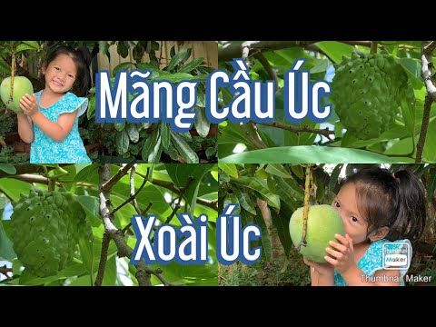 Video #107 ????????MÃNG CẦU ÚC | XOÀI ÚC | Vườn trái cây ở Úc | - youtube