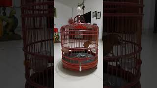 Wambi cukup digoda siulan bunyi dan berkicau dengan sendirinya