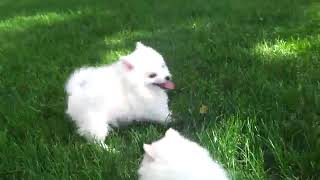 American Skimo Dogs Funny Puppies Beautiful Viral Desileaked Hidden Cam India Vs Srilanka T20