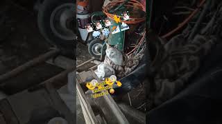 #kedi#kediler#kedisevgisi#pisi#uyuyankedi#instacat#catstagram