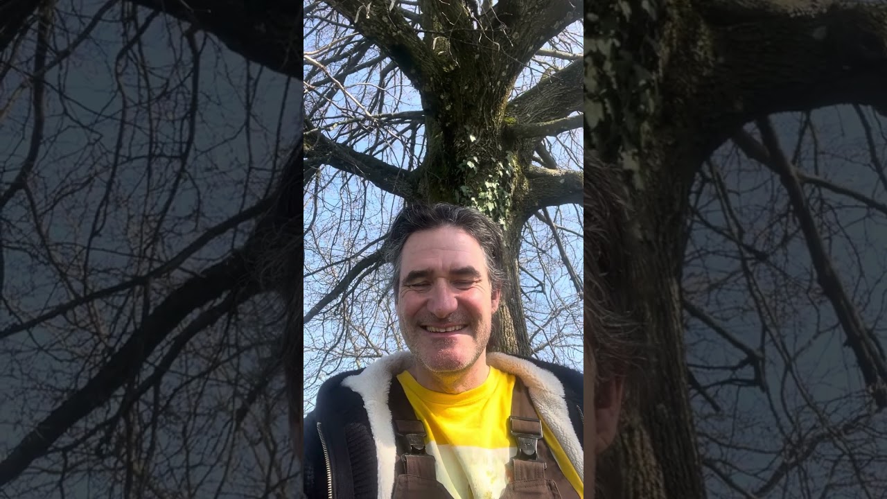 Linde Baumkraft keltische Stätten