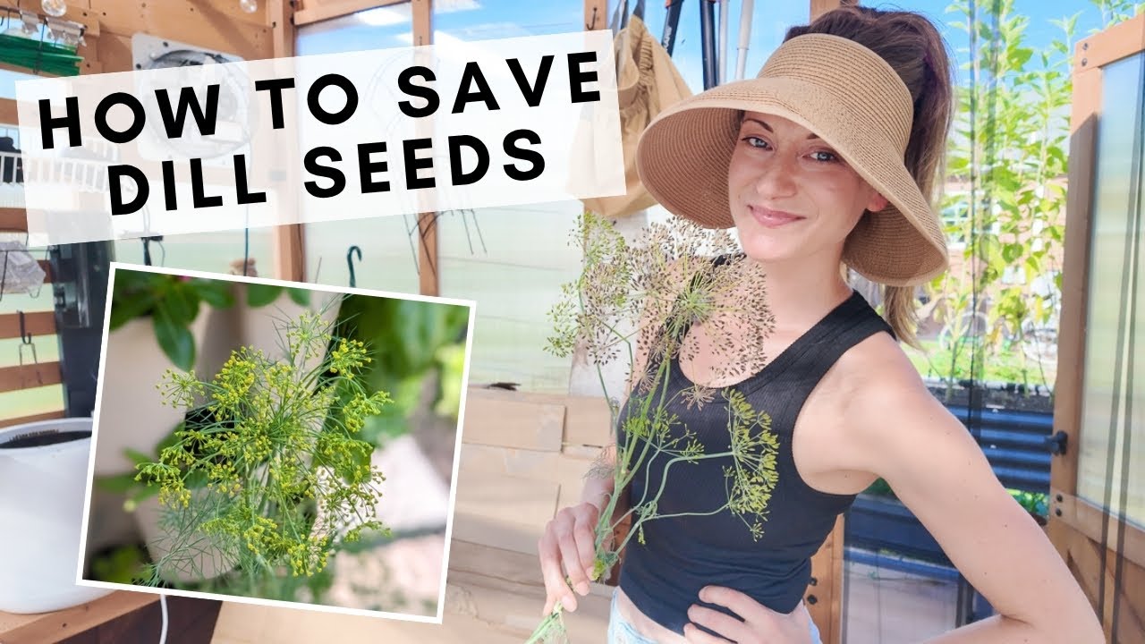 How to save dill seeds to replant, never buy dill again!!