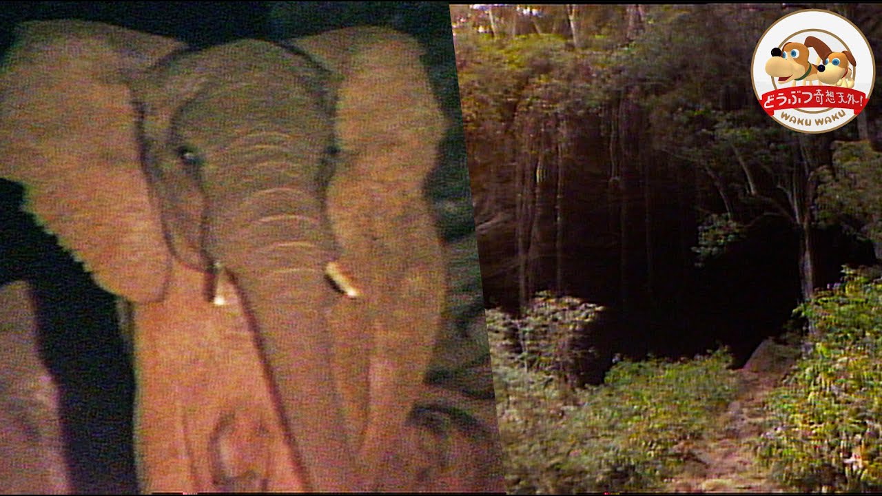 アフリカの秘密】夜な夜なゾウたちが大集合する洞窟を発見！そこで行 
