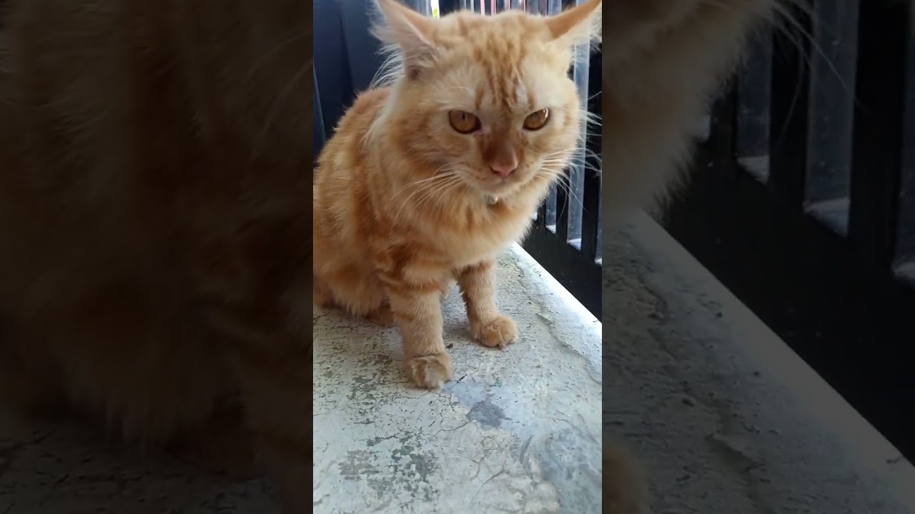 Oyen Syok! Kucing Betina Tak Diundang Datang, Reaksinya Bikin Gelak!"**  