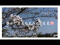 ℣11【Cherry Blossom】 満開の桜を楽しむ庭🌸