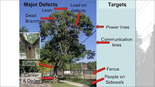 Tree Risk Assessment for Utilities