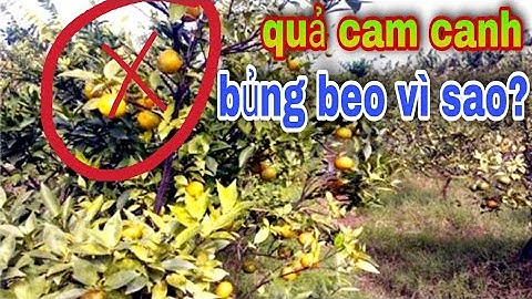cam đường canh quả beo (chín ngược)/nguyên nhân và cách khắc phục