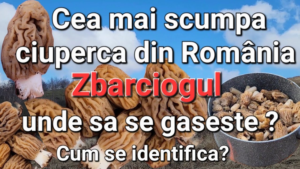 Cea mai valoroasa ciuperca - Zbarciogul / Cum se identifica/ Unde se găsește?