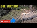 8K VR180 3D Dingo not so wild on the Gold Coast Australia (Travel videos, ASMR/Music 4K/8K)