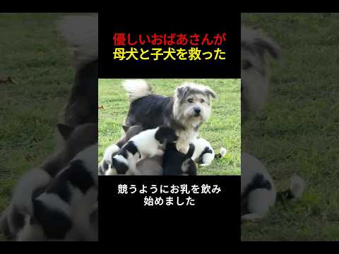 心優しいおばあさんが墓地で暮らす母犬と子犬たちを救出した #犬 #子犬 #犬の救出 #感動ストーリー #犬動画