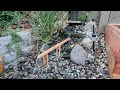 Our garden, hummingbirds, waterfalls, and arbors.