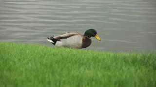 VIC 3001 Module 2: Birds