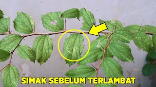 Listen Good  !! Benefits of Bidara Leaves That Are Rarely Known