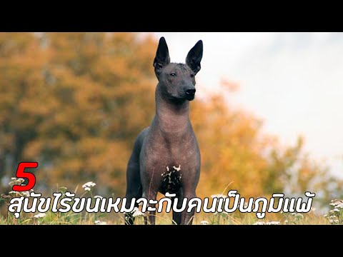 วีดีโอ: โตรอนโตปาร์ค & Bark Pop-Up Dog Show คือการรักษาผู้ถือครอง