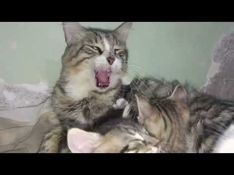 Baby cat kissing their mother is fun💖💖💖 Baby cat kissing their mother is fun💖💖💖