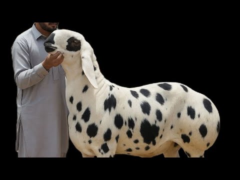 14 January 2026 Mandi ) (Wed Mandi) بدھ منڈی کیا ریٹ ہوگا) Bakra Mandi live sauda