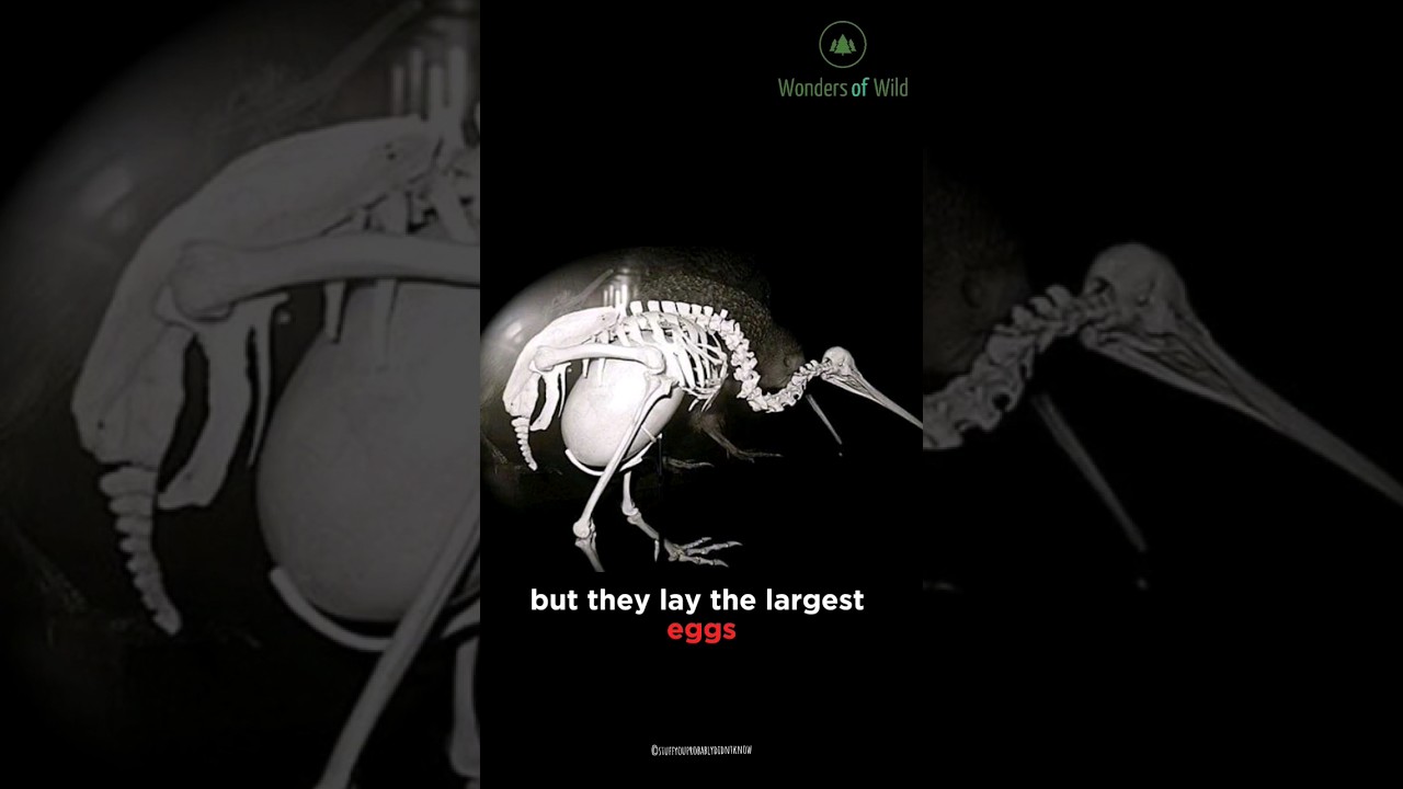 Kiwi bird interesting facts | Kiwi Wonders Unleashed! 🥝🐦 