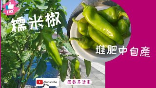糯米椒從栽種到採收｜自然的產物，種子在堆肥土中冒出來的植栽
