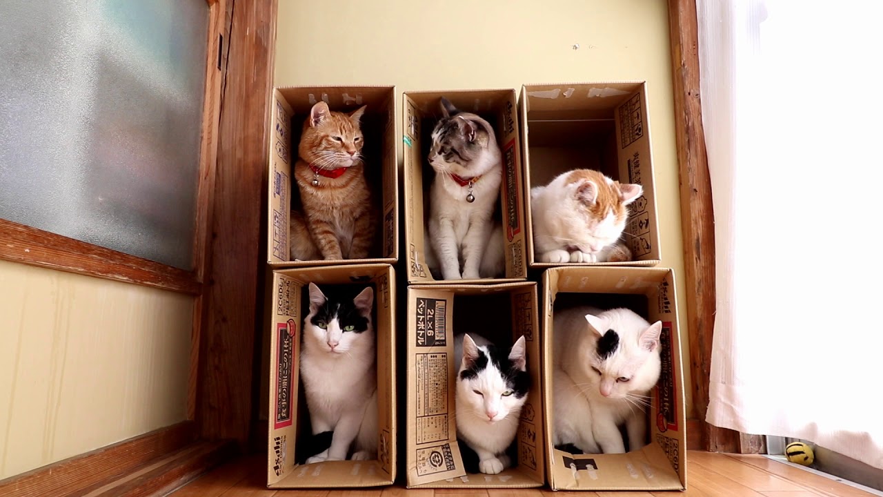 6つの箱と6匹の猫 Box and cat 2017#15 171107 - YouTube
