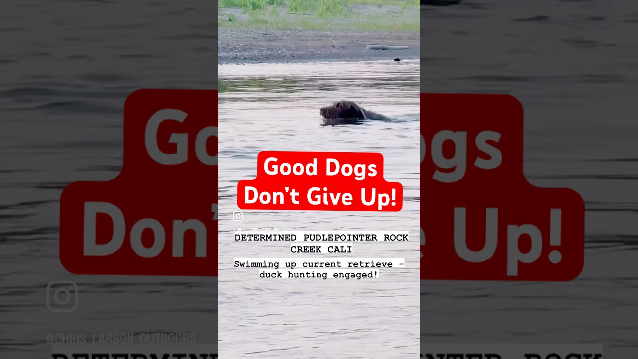 Training: Swimming up current for a retrieve! 