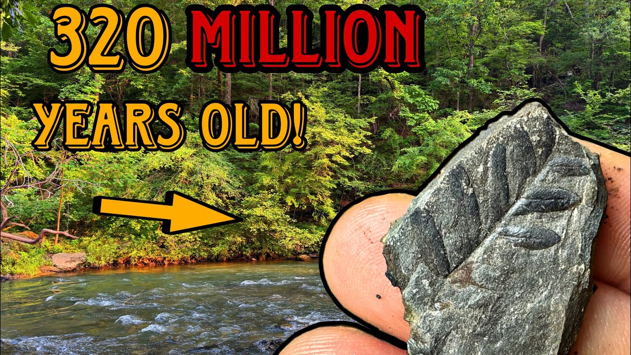 NEWBIE Fossil hunter finds TONS of plant fossils in this Alabama river!