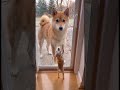 ふざける子犬 🐾