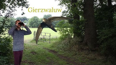 Vogel beginnerscursus deel 2 #8 - Gierzwaluw