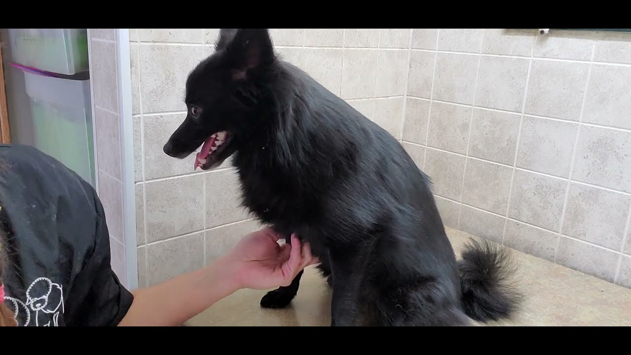 How to cut black dog nails, Pomeranian Cross dog breed, dog grooming