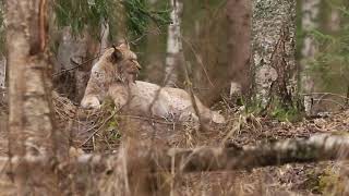 Eurasian Lynx / Laanekõuts