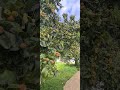 así se mira un árbol repleto de tejocote en México