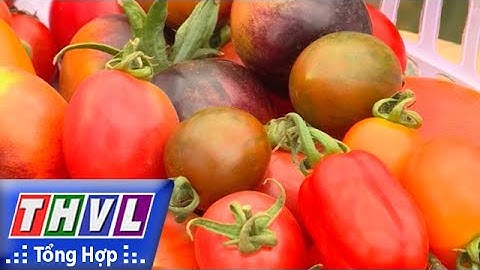THVL | Người đưa tin 24G: Cà chua nhiều màu sắc tại Đà Lạt thu hút người tiêu dùng