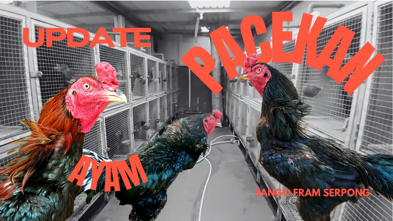 Review ayam pacekan sango farm serpong