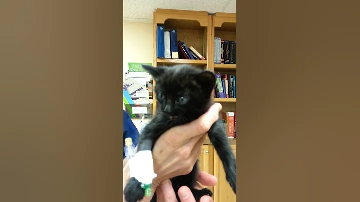 Kitten meow
