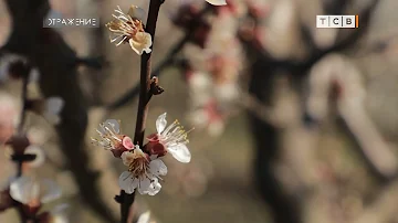 Как цветущие абрикосы пережили ночные заморозки