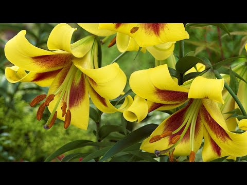 Vidéo: Giant Himalayan Lily Care - Conseils pour cultiver des lys géants de l'Himalaya