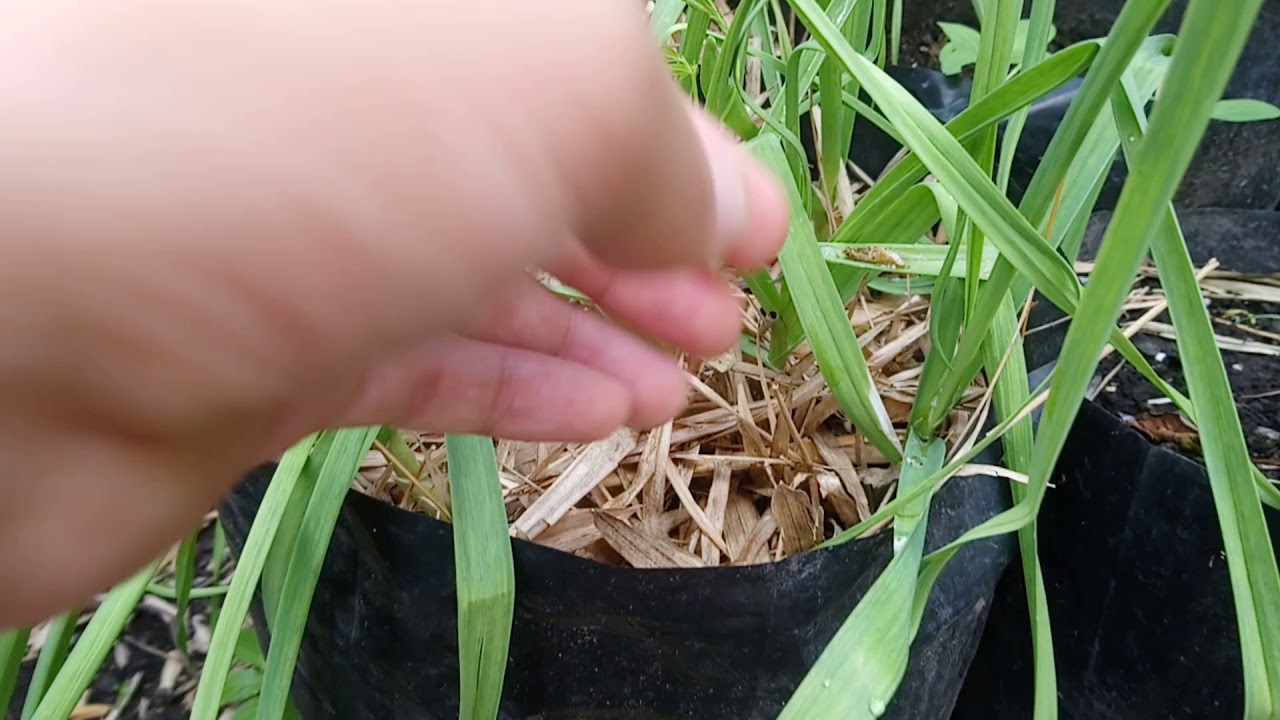 Growing Garlic in plastic bags YouTube