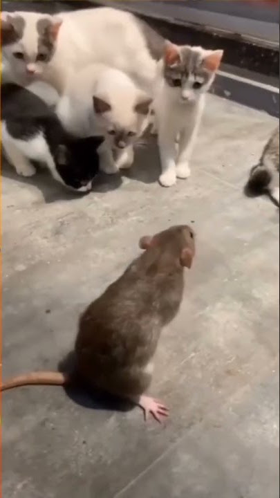 kucing vs tikus lucu #shorts #kucing