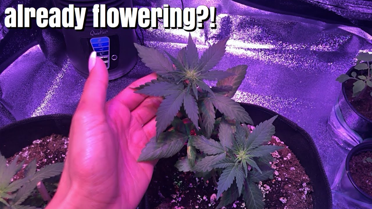Growing weed at home | Update on my plants
