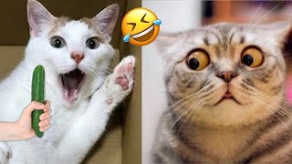 Funniest Animals 😄 New Funny Cats and Dogs Videos 2024 😹🐶 #276 by Pets Viewers 113 views 5 days ago 8 minutes, 19 seconds
